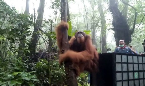 Paya dilepaskan ke alam lia oleh Pusat Konservaxi Orang Utan Sumatra, Senin (9/12). 