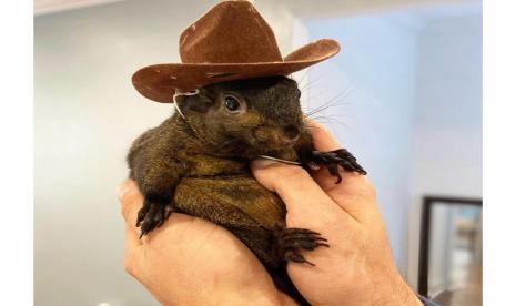 Peanut the Squirrel, tupai selebgram yang baru-baru ini disuntik mati oleh otoritas negara bagian New York, Amerika Serikat (AS). Di medsos, beredar dugaan wanita yang melaporkan Peanut ke DEC.