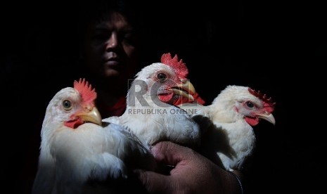 Pedagang ayam menunjukan ayam dagangannya di Pasar Senen, Jakarta Pusat, Rabu (21/1).  ( Republika/Raisan Al Farisi)