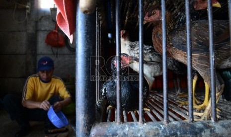 Pedagang ayam menunjukan ayam dagangannya di Pasar Senen, Jakarta Pusat, Rabu (21/1).  ( Republika/Raisan Al Farisi)