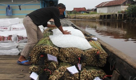 Pedagang meletakkan batu es di atas serai wangi (Cymbopogon Nardus, L) yang akan diekspor ke Melaka di Pelabuhan Rakyat Petak Panjang, Dumai, Riau, Selasa (24/7). 