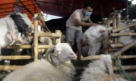 Pedagang memeriksa kondisi domba yang dijual untuk hewan kurban di Cibinong, Kabupaten Bogor, Jawa Barat, Senin (12/7/2021). Menurut data Dinas Ketahanan Pangan dan Peternakan Jawa Barat, kebutuhan hewan kurban Jawa Barat tahun 2021 diprediksi akan ada kenaikan sebanyak 2,7 persen menjadi 261.174 ekor, jika dibanding tahun 2020 dengan jumlah 254.234 ekor. 