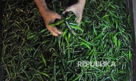 Pedagang memilah cabai di pasar.