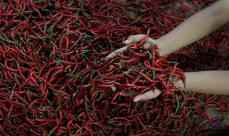 Pedagang memilah cabai merah keriting. 