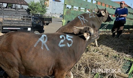 Pedagang menaikan sapi yang akan dikirim ke atas truk di Pasar Hewan Beringkit, Badung, Bali, Selasa (22/8). Menjelang Hari Raya Iduladha 1438 H, ribuan sapi asal Bali dikirim ke berbagai daerah seperti Jakarta, Jember, Surabaya, dan Banyuwangi untuk memenuhi kebutuhan hewan kurban. 