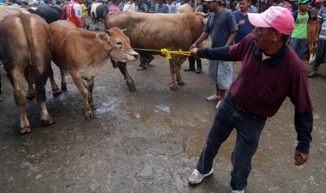 Pedagang menarik seekor sapi di Pasar Hewan Ambarawa, Kabupaten Semarang, Jawa Tengah, Selasa (23/2)