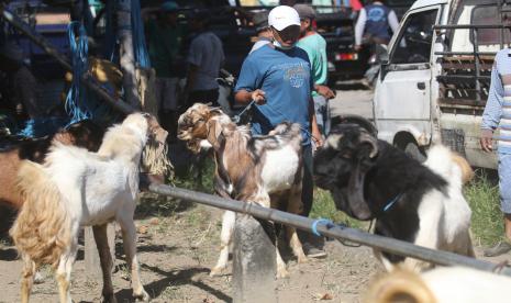 Pedagang menggiring kambing di Pasar Hewan , ilustrasi. Pemerintah Kabupaten Jember, Jawa Timur menutup sementara seluruh pasar hewan untuk mengantisipasi semakin meluasnya wabah penyakit mulut dan kuku (PMK) di wilayah setempat.