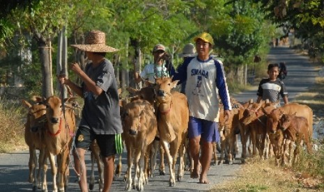   Pedagang menggiring sapi dagangannya untuk dibawa ke pasar hewan di Desa Padelegan, Pademawu, Pamekasan, Jatim