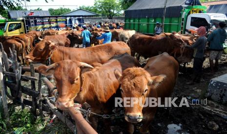 304 Ekor Sapi Asal Madura Tiba di Belitung (ilustrasi).