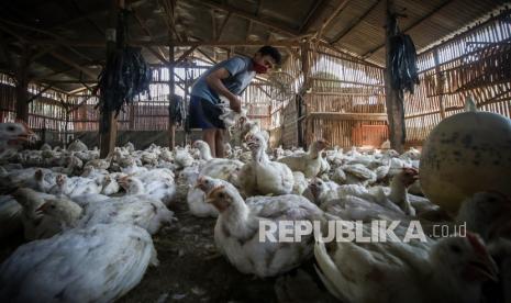 Pedagang menyiapkan ayam potong untuk pembeli di salah satu peternakan ayam di Jakarta, Rabu (23/9/2020). Ikatan Pedagang Pasar Indonesia (Ikappi) menyatakan fluktuasi harga ayam agak sulit ditebak, terutama di beberapa daerah seperti Sumatera Barat (Sumbar). 