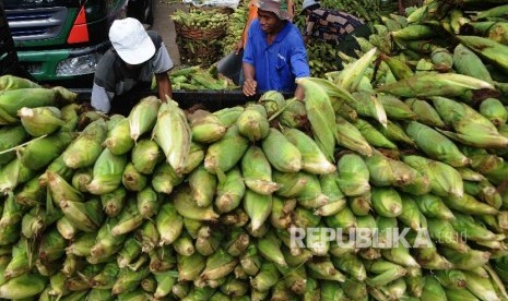  Pedagang menyusun jagung yang baru tiba dari Sukabumi untuk dijual di Pasar Induk Kramat Jati, Jakarta Timur, Selasa (19/1).  (Republika/Agung Supriyanto)