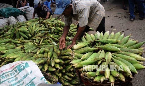  Pedagang menyusun jagung yang baru tiba dari Sukabumi untuk dijual di Pasar Induk Kramat Jati, Jakarta Timur, Selasa (19/1).   (Republika/Agung Supriyanto)