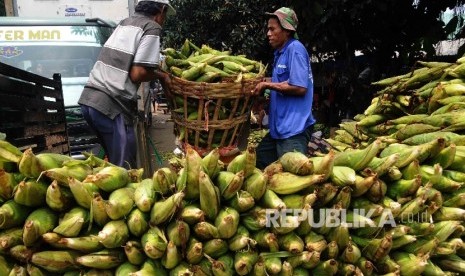  Pedagang menyusun jagung yang baru tiba dari Sukabumi untuk dijual di Pasar Induk Kramat Jati, Jakarta Timur, Selasa (19/1).   (Republika/Agung Supriyanto)