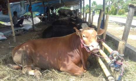 Pedagang sapi menjelang idul adha (ilustrasi). Pemerintah Kabupaten Bogor bersama Majelis Ulama Indonesia (MUI) dan Kantor Kementerian Agama (Kemenag) Kabupaten Bogor mempersilakan warganya untuk melaksanakan pemotongan hewan kurban di zona Covid-19 manapun.