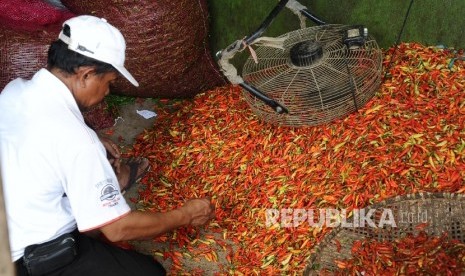  Pedagang sedang memilah cabai rawit merah di pasar tradisional. ilustrasi