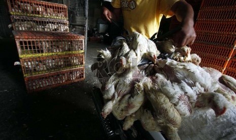 Pedagang Unggas membersihkan ayam sebelum menjual ke pasar, di kawasan Jakarta Timur, Jumat (11/1). (Republika/Adhi Wicaksono)