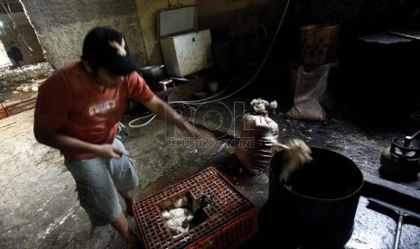 Pedagang Unggas membersihkan ayam sebelum menjual ke pasar, di kawasan Jakarta Timur, Jumat (11/1).