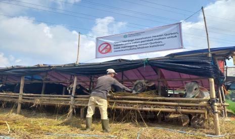 Pegawai memberi makan sapi di lapak penjualan hewan kurban Jalan Letnan Harun, Kecamatan Bungursari, Kota Tasikmalaya, Kamis (23/6/2022). Sejumlah lapak di daerah itu menerapkan aturan lebih ketat selama terjadi wabah PMK. 