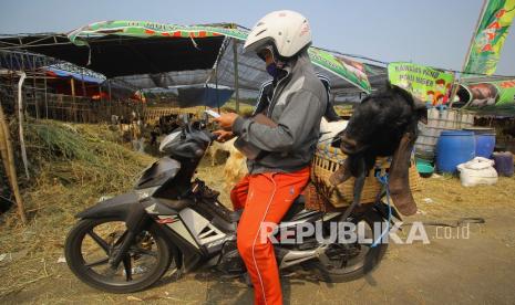 Cara Muslim Dunia Rayakan Idul Adha di Tengah Pandemi. Pekerja bersiap mengantarkan kambing ke salah satu rumah pembeli di sentra penjualan hewan kurban kawasan Middle East Ring Road (MERR), Surabaya, Jawa Timur, Rabu (29/7/2020). Para pedagang di daerah tersebut menggratiskan biaya pengiriman untuk pembelian hewan kurban jenis kambing ke berbagai wilayah di Surabaya sebagai pelayanan untuk mendongkrak penjualan di tengah pandemi COVID-19.