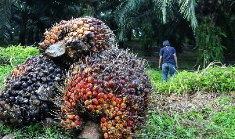 Pekerja di kawasan perkebunan kelapa sawit Cikidang, Sukabumi, Sabtu (3/4).