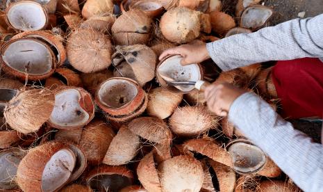 Pekerja kopra mengeluarkan isi kelapa.