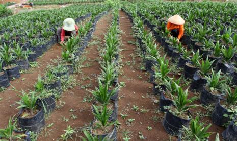 Pekerja melakukan perawatan tanaman bibit kelapa sawit di lahan pembibitan Lubuk Minturun, Padang, Sumatera Barat. Indef menyebut kenaikan NTP dan NTUP sejak Oktober 2020 disumbang oleh subsektor perkebunan