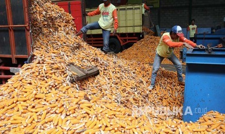 Pekerja melakukan proses perontokan bulir jagung di perusahaan benih PT Bisi International Tbk di Kediri, Jawa Timur, Kamis (18/10/2018). Pemerintah mengalokasikan bantuan benih jagung hibrida seluas 2,8 juta hektar yang tersebar di 33 provinsi guna memenuhi kebutuhan jagung dalam negeri tanpa impor.