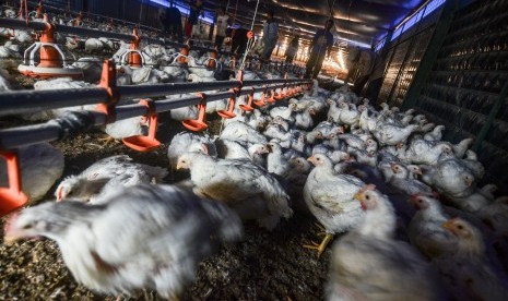 Pekerja memanen ayam broiler dengan sistem kandang tertutup atau close house di Peternakan Naratas Poultry Shop, Kampung Alinayin, Kabupaten Ciamis, Jawa Barat, Jumat (28/6/2019).