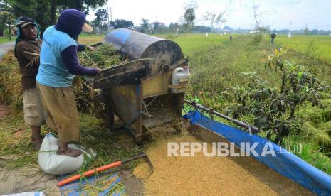 Pekerja memanen gabah dengan mesin perontok padi (tleser) di persawahan Desa Mlati Norowito, Kudus, Jawa Tengah, Senin (15/3/2021). Menurut petani, harga gabah basah di wilayah itu turun dari Rp4.500 per kilogram menjadi Rp3.600 per kilogram dari penen sebelumnya, sementara Dinas Pertanian dan Pangan setempat menyebut turunnya harga gabah itu dipengaruhi kualitas gabah yang menurun akibat curah hujan tinggi serta akibat panen raya. 