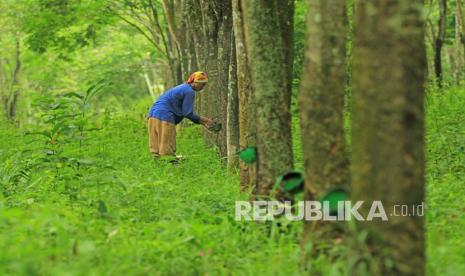 Pekerja memanen getah karet di Cibuntu, Pesawahan, Kuningan, Jawa Barat.