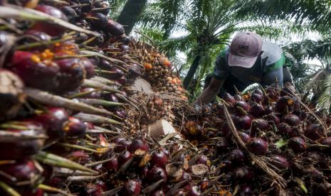 Pekerja memanen kelapa sawit (ilustrasi). Gabungan Pengusaha Kelapa Sawit Indonesia (Gapki) mengapresiasi keputusan Presiden Joko Widodo yang kembali mengizinkan ekspor CPO mulai Senin (23/5/2022). 