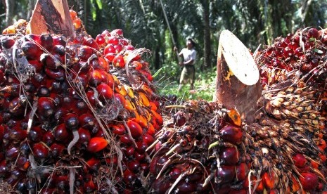 Pekerja memanen kelapa sawit di perkebunan inti rakyat Mesuji Raya, OKI, Sumatera Selatan, Rabu (7/9). 