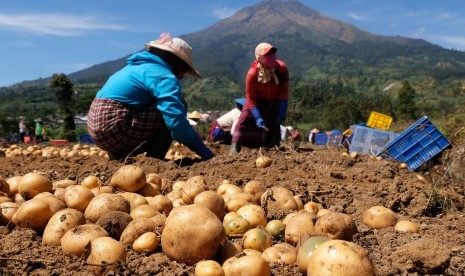 Pekerja memanen kentang varietas Granola L di komplek Kebun Benih Tanaman Pangan dan Hortikultura (KBTPH) Kledung, Temanggung, Jawa Tengah, Rabu (17/7/2019).