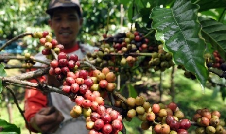   Pekerja memanen kopi varietas Robusta di Desa Muneng, Candiroto, Temanggung, Jateng, Rabu (17/7).