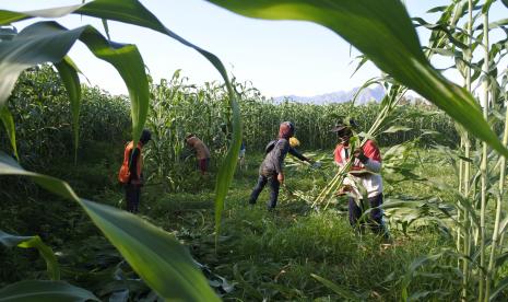 Pekerja memanen tanaman sorgum, di Desa Klatakan, Kendit, Situbondo, Jawa Timur, Rabu (18/11/2020). Dalam lahan satu hektare bisa memproduksi 40 sampai 50 ton tanaman sorgum terdiri atas batang dan daun, dengan harga jual Rp.450 per kilogram yang digunakan untuk pakan ternak, dan bulirnya bisa untuk bahan pangan pengganti beras.