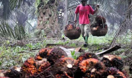 Pekerja memanen tandan buah segar kelapa sawit.  (ilustrasi) Asosiasi Inventor Indonesia (AII) menggelar seminar yang mempertemukan inventor dan industri guna hilirisasi invensi Grand Riset Sawit