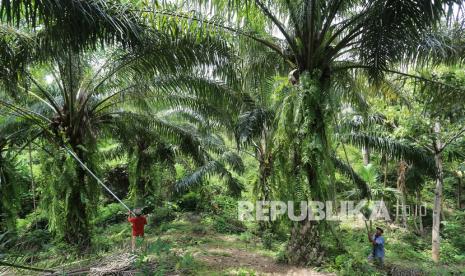 Pekerja memanen tandan buah segar kelapa sawit saat panen di Desa Jalin, Kecamatan Kota Jantho, Kabupaten Aceh Besar, Aceh, Senin (23/8).  Kementerian Perindustrian (Kemenperin) menyatakan, sumber bahan baku industri hilir sawit berasal dari perkebunan rakyat. 