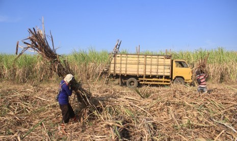 Pekerja memanen tebu di Jatitujuh, Majalengka, Jawa Barat, Selasa (16/7/2019). 