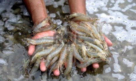 Pekerja memanen udang vaname hasil budidaya super intensif di Instalasi Tambak Percobaan Balai Penelitian dan Pengembangan Budidaya Air Payau (BPPBAP), Desa Punaga, Takalar, Sulawesi Selatan. ilustrasi (Republika/Wihdan Hidayat)