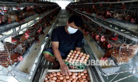 Tanpa Disadari, Puasa Membuat Ekonomi Jadi Sehat. Foto:   Pekerja memasukkan telur ayam ke dalam peti di Cisadane Pradana Farm, Kelurahan Cilendek Barat, Kota Bogor, Jawa Barat, Sabtu (17/4/2021). Ketua Umum Asosiasi Peternak Layer Nasional Ki Musbar Mesdi mengatakan kenaikan harga jual telur ayam di pasar tradisional wilayah Jabodetabek dan Bandung pada awal bulan Ramadhan tahun ini lebih rendah 10 persen dibandingkan tahun lalu yaitu dari sebelumnya Rp28 ribu per kilogram menjadi Rp24.500 hingga Rp25.500 per kilogram.