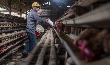 Pekerja memberi makan ayam ternak di peternakan ayam (ilustrasi)