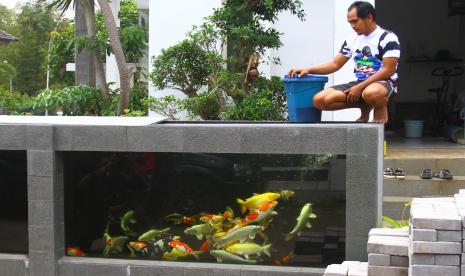 Pekerja memberi makan ikan koi di pagar rumah yang berbentuk kolam di Rumah Koi Jeje Nusantara, Malang, Jawa Timur, Senin (20/9/2021). Pengusaha ikan setempat membangun pagar rumah berbentuk kolam untuk menarik minat masyarakat agar memelihara dan membudidayakan ikan koi karena dinilai mudah dalam perawatan serta memiliki nilai ekonomis yang tinggi. 