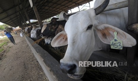 Pekerja memberi makan sapi impor.