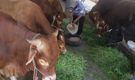 Pekerja memberi makan sapi siap potong yang kini stoknya ditambah di Rumah Potong Hewan (RPH) Malang, Jawa Timur, Rabu (22/5).