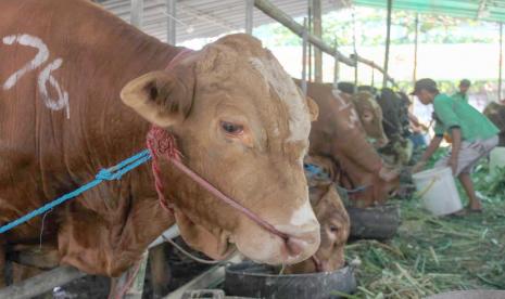 Pekerja memberi makan sapi yang dijual di salah satu sentra penjualan hewan kurban di Kedung Baruk, Surabaya, Jawa Timur, Senin (19/6/2023). Pemprov Jawa Timur mengalami surplus hewan kurban pada Idul Adha tahun ini dengan jumlah kebutuhan hewan kurban sapi sebanyak 56.851 ekor dari ketersedian sapi potong 1.003.700 ekor, kambing 211.951 ekor dari ketersedian 729.600 ekor, dan domba 35.291 ekor dari ketersedian 277.000 ekor. 