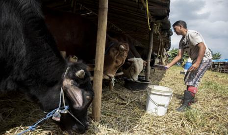 Pekerja memberi pakan hewan qurban di salah satu tempat penjualan hewan qurban di Jalan Soekarno Hatta, Cipamokolan, Kota Bandung, Jawa Barat.