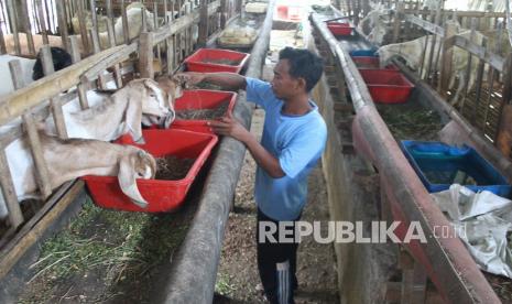 Pekerja memberi pakan kambing di sebuah peternakan. Ilustrasi