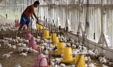 Pekerja memberi pakan ternak ayam di Limbangan, Kabupaten Garut, Jawa Barat, Selasa (12/6).