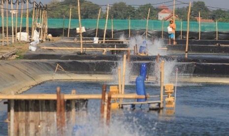 Pekerja memberi pakan udang vanamei di areal tambak desa Singaraja, Indramayu, Jawa Barat, Selasa (25/6/2019).