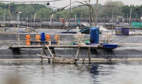 Pekerja memberi pakan udang vanamei di areal tambak desa Singaraja, Indramayu, Jawa Barat, Rabu (10/3/2021). Kementerian Perikanan dan Kelautan (KKP) akan merevitalisasi lahan tambak udang yang terbengkalai untuk mendongkrak target produksi 2 juta ton pada tahun 2024.